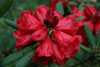 elliottii 99-081 - 1